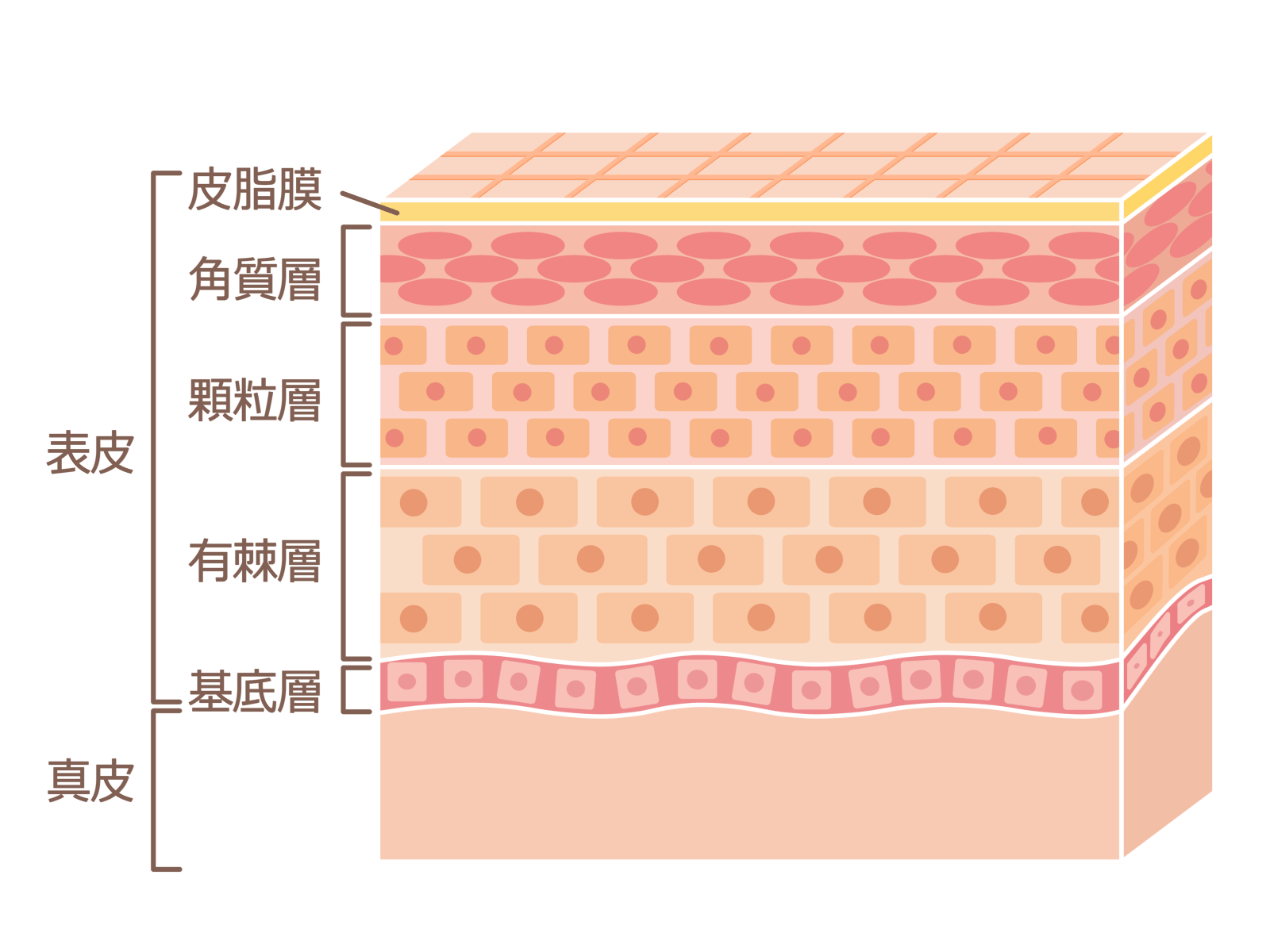 赤ら顔 洗顔料決定 石鹸と洗顔フォームの違いとは 洗顔フォームは危険です みやながここのここがなやみ